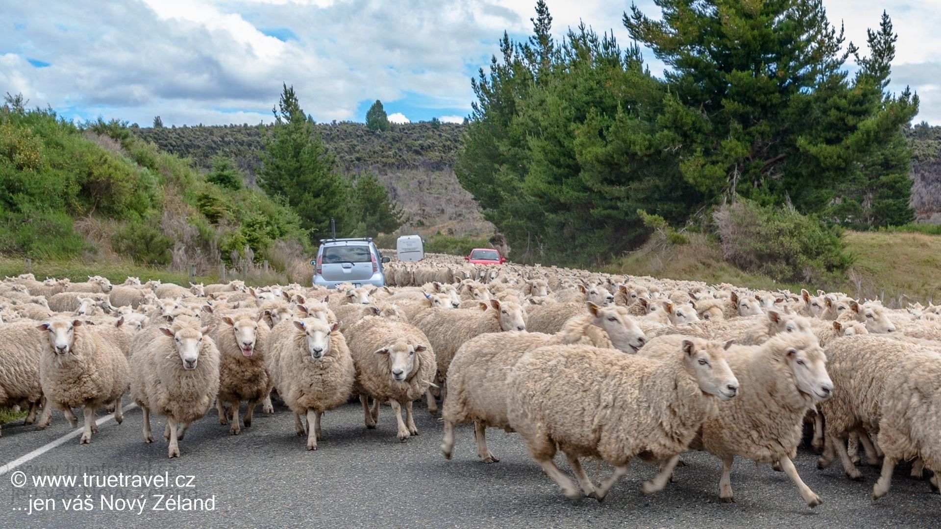 Stádo ovcí na Milford Road, Fiordland, Nový Zéland