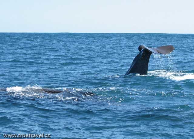 Velryby, vorvaň, Kaikoura, Nový Zéland foto
