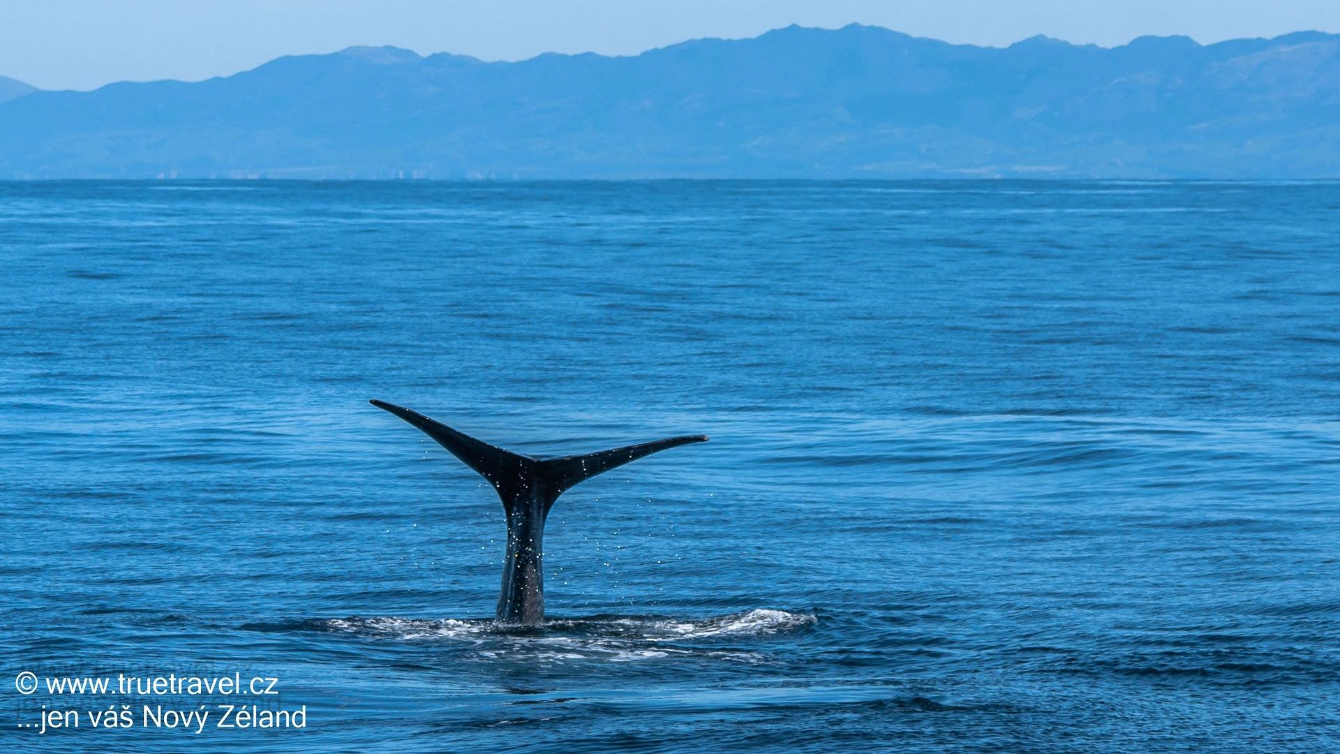 Velryby v Kaikoura, Nový Zéland