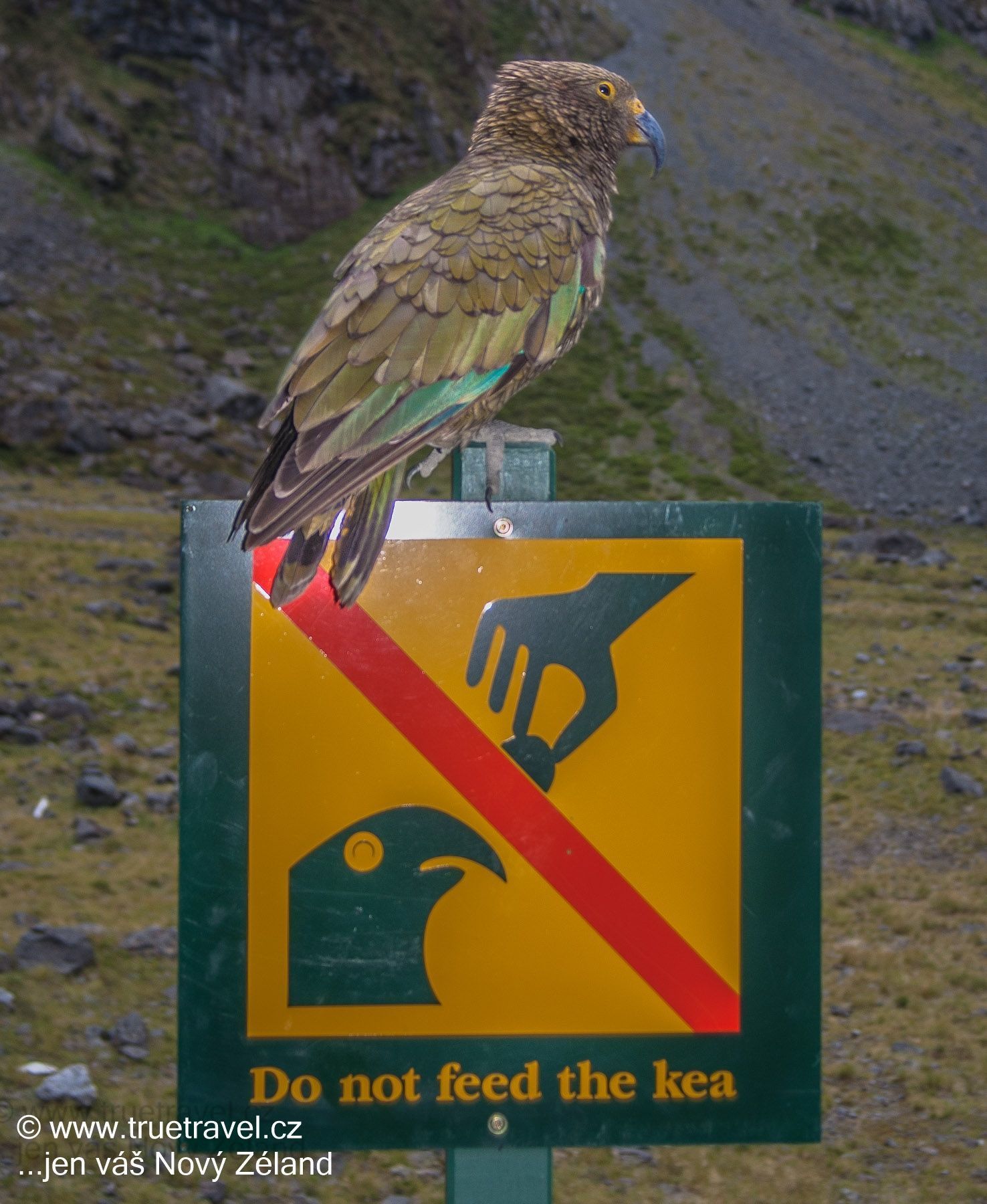 Papoušky kea nekrmit! Milford Road, Fiordland, Nový Zéland