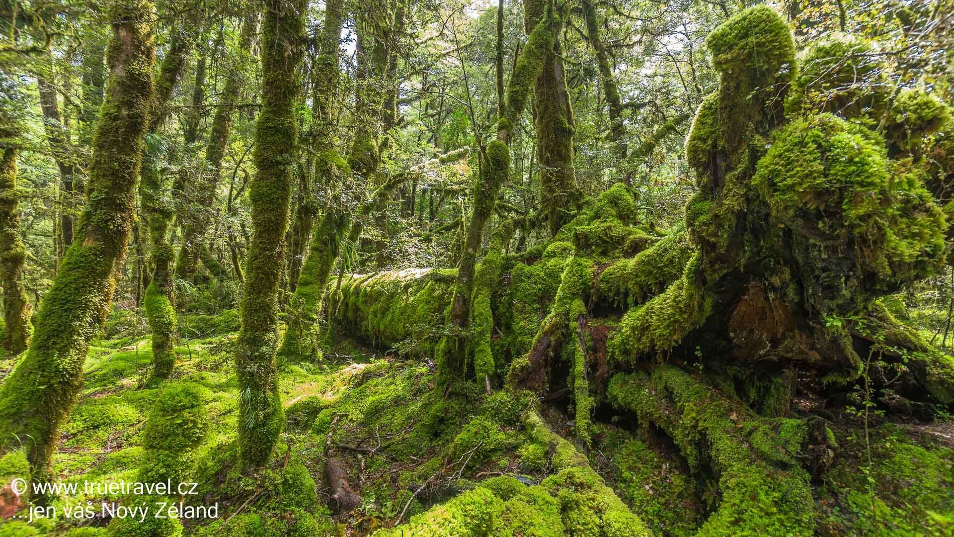 Prales u jezera Gunn, Milford Road, Fiordland, Nový Zéland