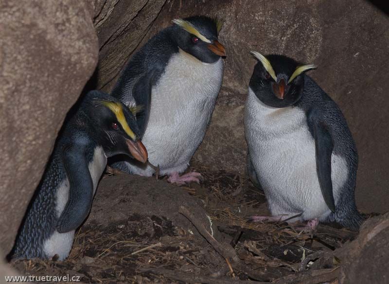 Nový Zéland | tučňák novozélandský - Martins Bay