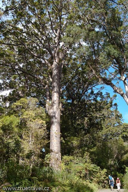 Stromy kauri, Waipoua Forest, Northland, Nový Zéland