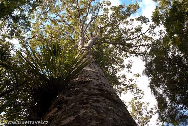 Stromy kauri, Waipoua Forest, Northland, Nový Zéland