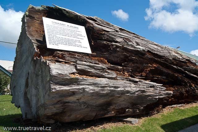 Matakohe a muzeum stromů kauri, Nový Zéland