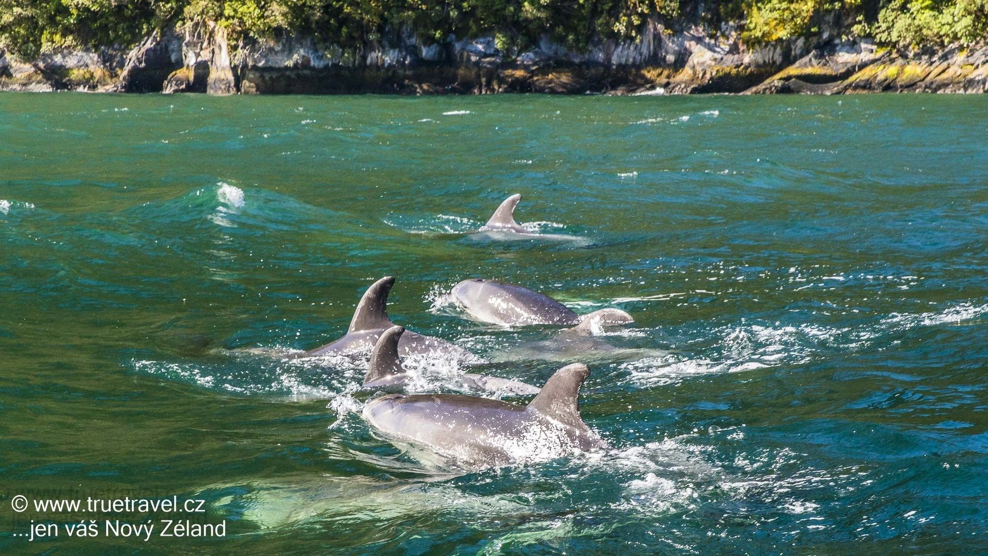 Delfíni v Milford Sound, Fiordland, Nový Zéland